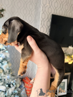 Foto №3. Atemberaubende Dackelwelpen von unseren geliebten Haustieren. Australien