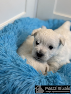Foto №4. Ich werde verkaufen mischlingshund in der Stadt Szydłowiec. züchter - preis - 1900€
