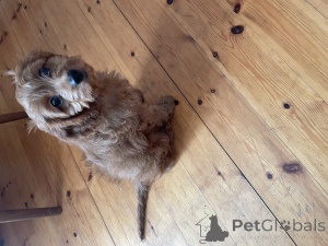 Foto №1. kavapu - zum Verkauf in der Stadt Clonmel | 150€ | Ankündigung № 141242