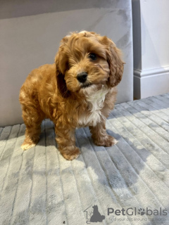 Foto №2 zu Ankündigung № 132000 zu verkaufen cavalier king charles spaniel - einkaufen USA quotient 	ankündigung