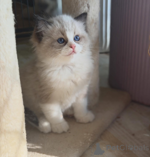 Foto №1. ragdoll-katze - zum Verkauf in der Stadt Flensburg | verhandelt | Ankündigung № 170000