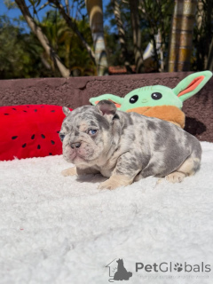 Foto №1. französische bulldogge - zum Verkauf in der Stadt Francheville | verhandelt | Ankündigung № 174877
