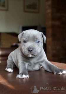 Foto №2 zu Ankündigung № 175471 zu verkaufen staffordshire bull terrier - einkaufen Deutschland quotient 	ankündigung