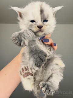 Foto №1. maine-coon-katze - zum Verkauf in der Stadt Alavus | 500€ | Ankündigung № 164230