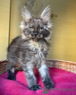 Foto №1. maine-coon-katze - zum Verkauf in der Stadt Berlin | 900€ | Ankündigung № 137760