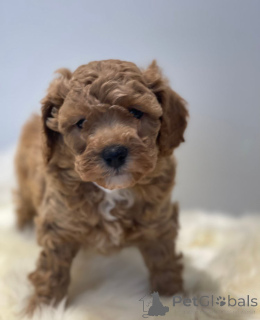 Foto №1. cavalier king charles spaniel - zum Verkauf in der Stadt Feldkirch | 390€ | Ankündigung № 143768