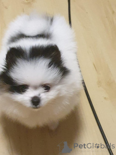 Foto №2 zu Ankündigung № 159968 zu verkaufen pommersche spitz - einkaufen Österreich 