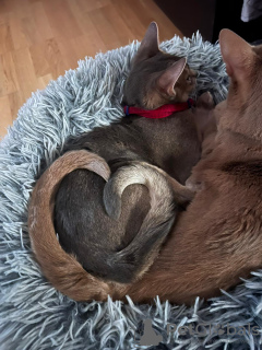 Foto №3. Reinrassige Abessinierkatze mit frischen Blutlinien zur Zucht (WCF). Lettland