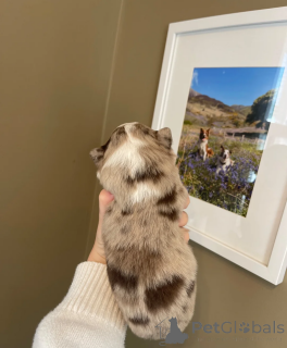 Foto №4. Ich werde verkaufen border collie in der Stadt Alabama.  - preis - 339€