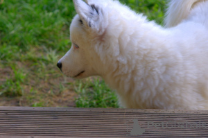 Foto №3. Ein charmanter kleiner Hund - ein Yakut Choke. Polen