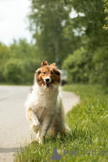 Foto №3. Lesya, Fuchs, Mädchen, 2 Jahre alt, Reisender und klug!. Russische Föderation