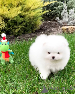 Foto №2 zu Ankündigung № 128809 zu verkaufen pommersche spitz - einkaufen Deutschland quotient 	ankündigung