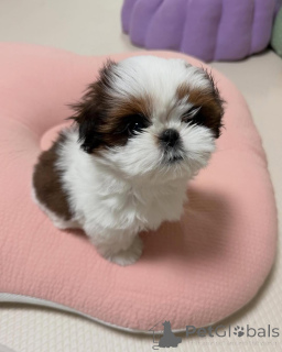 Foto №2 zu Ankündigung № 173337 zu verkaufen shih tzu - einkaufen Deutschland quotient 	ankündigung
