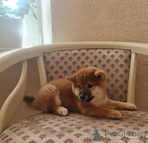 Foto №1. shiba - zum Verkauf in der Stadt Bucharest | 350€ | Ankündigung № 125748