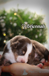 Foto №4. Ich werde verkaufen miniatur-amerikanischer schäferhund (aussie) in der Stadt Danzig. quotient 	ankündigung, züchter - preis - 2700€