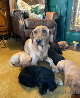 Foto №2 zu Ankündigung № 174985 zu verkaufen labrador retriever - einkaufen Deutschland quotient 	ankündigung
