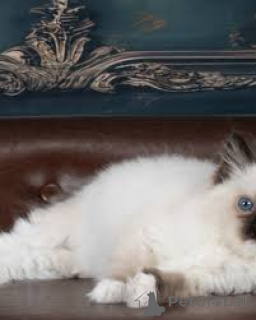 Foto №3. Ragdoll-Kätzchen zu verkaufen. Österreich