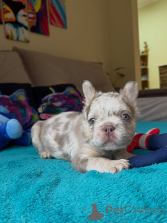 Foto №3. Französische Bulldoggen-Welpen zu verkaufen, gesund, glücklich und selbst. Tschechische Republik