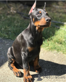 Foto №2 zu Ankündigung № 138744 zu verkaufen dobermann - einkaufen Deutschland quotient 	ankündigung