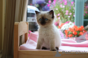 Foto №4. Ich werde verkaufen ragdoll-katze in der Stadt Fishers. quotient 	ankündigung - preis - 331€