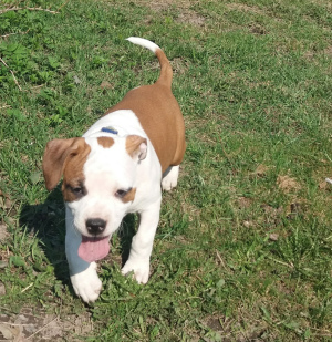 Foto №2 zu Ankündigung № 2335 zu verkaufen amerikanischer staffordshire terrier - einkaufen Russische Föderation vom kindergarten, züchter