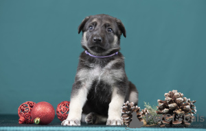 Foto №2 zu Ankündigung № 128585 zu verkaufen osteuropäischer schäferhund - einkaufen Lettland quotient 	ankündigung, züchter