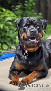 Foto №1. deutscher schäferhund - zum Verkauf in der Stadt Texas | 3391€ | Ankündigung № 168810