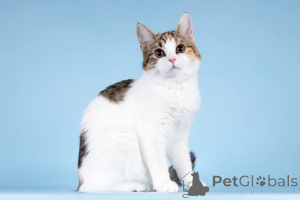 Foto №1.  - zum Verkauf in der Stadt Chimki | Frei | Ankündigung № 157211