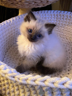 Foto №1. ragdoll-katze - zum Verkauf in der Stadt Bielefeld | verhandelt | Ankündigung № 174840