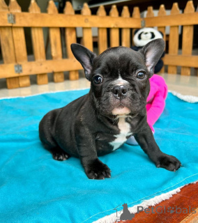 Foto №3. Gesunde blaue Französische Bulldoggenwelpen verfügbar. Deutschland