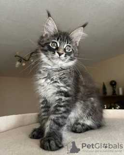 Foto №3. Mainecoon-Kätzchen zur kostenlosen Adoption. Deutschland