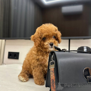 Foto №2 zu Ankündigung № 164541 zu verkaufen maltipu - einkaufen Deutschland züchter