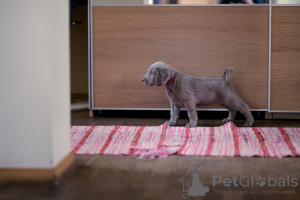 Foto №3. Langhaariger Weimaraner Welpe. Litauen