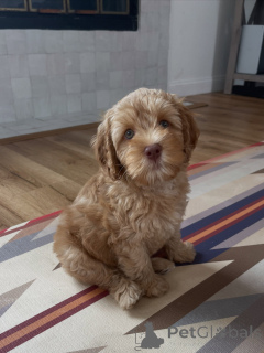 Foto №1. labradoodle - zum Verkauf in der Stadt München | verhandelt | Ankündigung № 169008