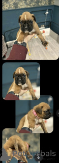Foto №2 zu Ankündigung № 159520 zu verkaufen deutscher boxer - einkaufen USA quotient 	ankündigung