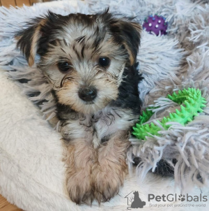 Foto №4. Ich werde verkaufen yorkshire terrier in der Stadt Leipzig. quotient 	ankündigung - preis - 265€