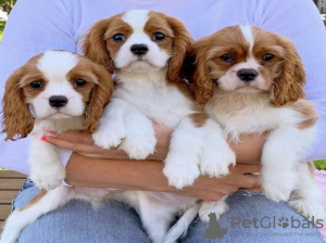 Foto №1. cavalier king charles spaniel - zum Verkauf in der Stadt Валлетта | 379€ | Ankündigung № 58293