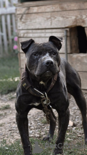 Foto №1. american pit bull terrier - zum Verkauf in der Stadt Москва | 370€ | Ankündigung № 55518