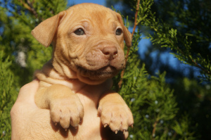 Zusätzliche Fotos: Zwinger LOVELY HEARTS, Welpen des Pitbull-Terriers der Sportzucht