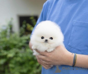 Foto №1.  - zum Verkauf in der Stadt Alice Springs | Frei | Ankündigung № 161684