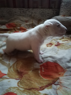 Foto №3. Miniatur Bullterrier. Russische Föderation