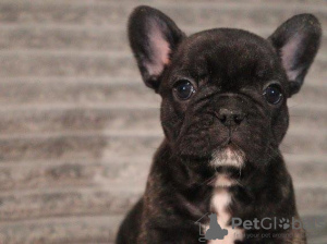 Foto №3. KC Registrieren in der Hemberaubende Französische Bulldoggen. Deutschland