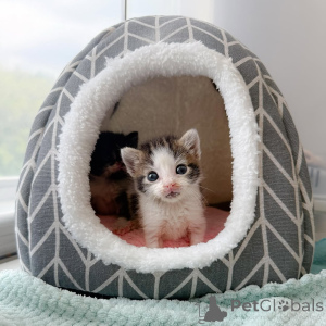 Foto №3. Süße und entzückende Kätzchen zum Verkauf erhältlich. Deutschland