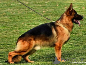 Foto №3. Deutsche Schäferhundwelpen. Serbien