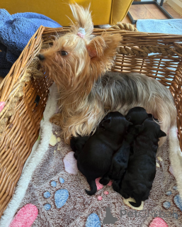 Foto №2 zu Ankündigung № 161329 zu verkaufen yorkshire terrier - einkaufen Kroatien 
