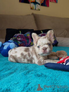 Foto №2 zu Ankündigung № 171264 zu verkaufen französische bulldogge - einkaufen Tschechische Republik züchter