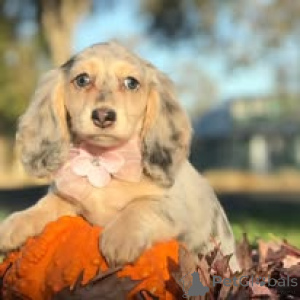Foto №2 zu Ankündigung № 166734 zu verkaufen dackel - einkaufen Frankreich quotient 	ankündigung, züchter