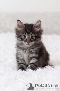 Foto №1.  - zum Verkauf in der Stadt Moskwa | Frei | Ankündigung № 150133