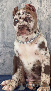 Foto №2 zu Ankündigung № 155093 zu verkaufen cane corso italiano - einkaufen Schweiz züchter