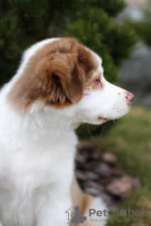 Foto №2 zu Ankündigung № 42470 zu verkaufen australian cattle dog - einkaufen Weißrussland vom kindergarten